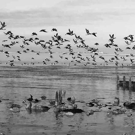 The Willow Studio - Peaceful Retreat Near Whitstable Seaside フェイバーシャム エクステリア 写真